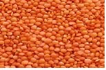 Kashmiri Masoor  Dal                                                                                                                                                      Masoor Dal                                                               